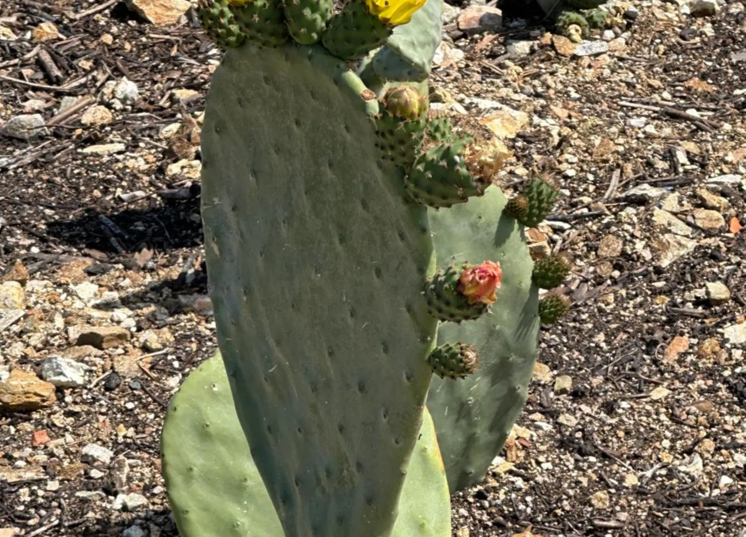 무르타마리아 Fiori Di Cactus 빌라 이탈리아